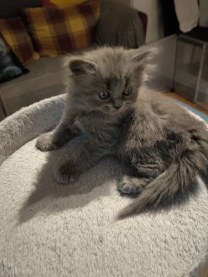 BKH  BLH Kitten suchen ein liebevolles Zuhause 