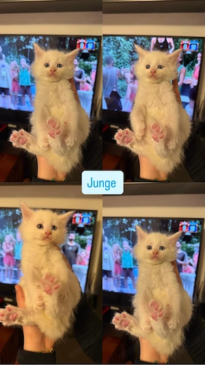 Süße 3 zauberhafte Maine Coon (2 weibliche & 1 Männliche)