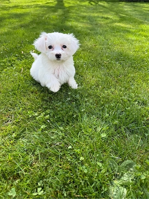Maltipoo- Malteser- Mädchen mini Bild 4