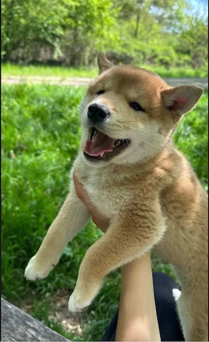 Shiba Inu Welpen
