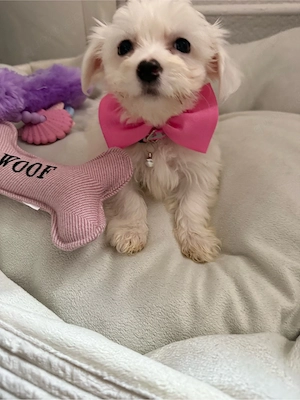 Maltipoo- Malteser- Mädchen mini Bild 2