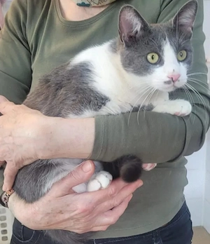 Mark Sanfter Kater sucht harmonische Familie 