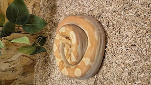 Boa constrictor imperator Sunglow 1.0