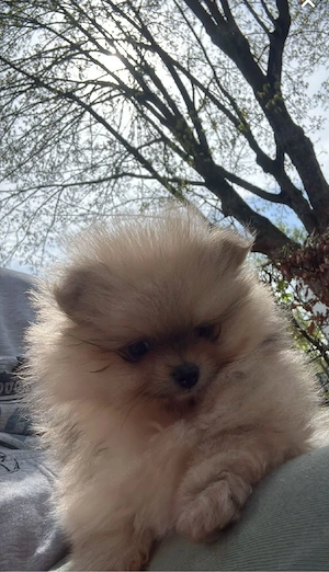 Süßer Weiß Welpe sucht liebevolles Zuhause