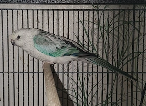 Singsittich, Hahn, blau