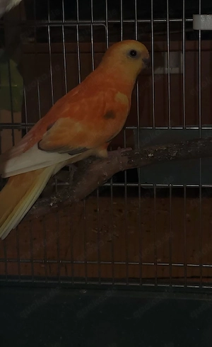 Singsittiche 1 Päärchern, gelb