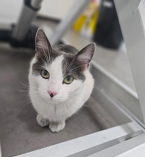 Rony Schleckermäulchen sucht Buffetplatz