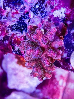 Stylophora Pistillata Pink Koralle Meerwasser