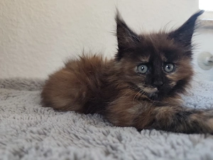 Maine Coon Kitten 