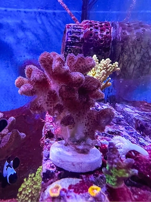 Stylophora Pistillata Pink Koralle Meerwasser 