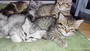 BKH Britisch Kurzhaar