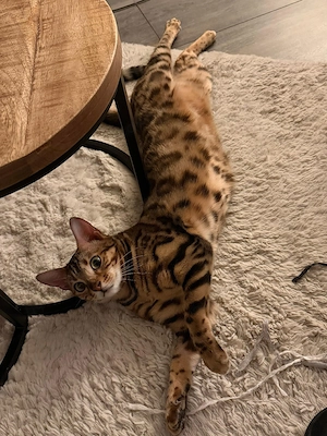 Bengal Katzen 1 Jahr alt mit Stammbaum 