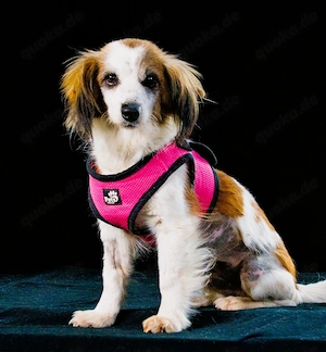 Pipoca - tapfer und liebenswert