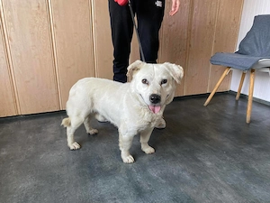 Fuchur, zzt. in Ungarn, ist eher unscheinbar, dabei ist er ein ganz toller Kerl