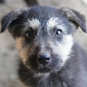 Hossam, geb. ca.01 26 , lebt in GRIECHENLAND, auf einer privaten Pflegestelle