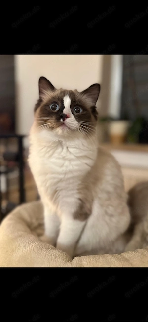 Suche Ragdoll Deckkater seal 