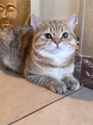 BKH deckkater mit Erfahrung