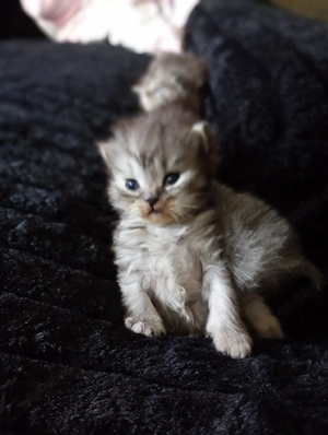 Bkh und Britisch Langhaar Kitten .Reservierung moeglich!