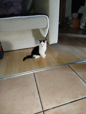 MixKitten Bombay BKH