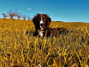 Neval sucht sein Zuhause Bild 1