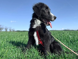 Neval sucht sein Zuhause Bild 3