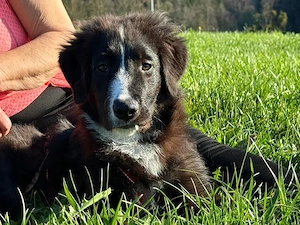 Neval sucht sein Zuhause Bild 2