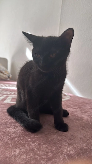 verkaufe leider meine katern Bild 2