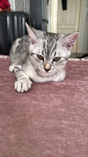 verkaufe leider meine katern Bild 3