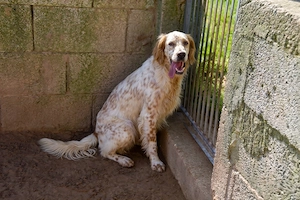 Siro such sein Zuhause