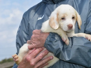 Felz sucht sein Zuhause (noch auf Sardinien)