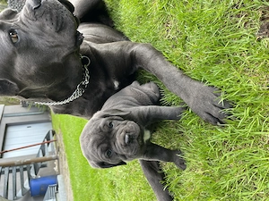Reinrassige Cane Corso Welpen