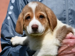 Friol sucht sein Zuhause (noch auf Sardinien)