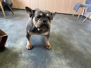 Brandy, PS in 40883 Ratingen, unkomplizierte hübsche Bully Dame