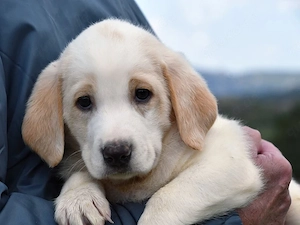 Fuego sucht sein Zuhause (noch auf Sardinien)