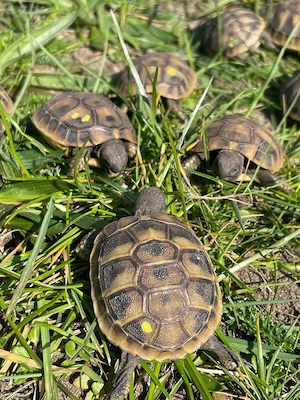 Griechische Landschildkröten NZ2025