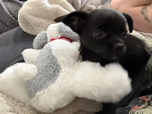 Chihuahua Mädchen Black Tan (Welpe) in liebevolle Hände abzugeben   