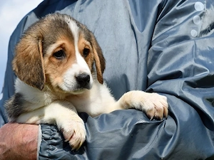 Fede sucht ihr Zuhause (noch auf Sardinien)