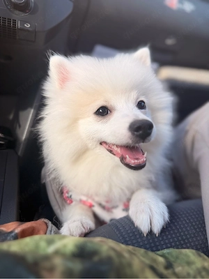 American Eskimo Welpe - Hündin  