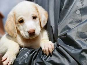 Fum  sucht ihr Zuhause (noch auf Sardinien)