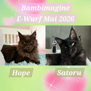 Wir erwarten unseren Maine Coon E-Wurf in Mai 2026 in den edlen Farben blue smoke und black smoke Bild 2