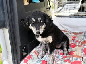 Sughera sucht ihr Zuhause (noch auf Sardinien)