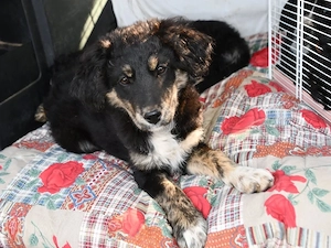 Sughero sucht sein Zuhause (noch auf Sardinien)