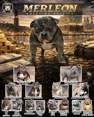 American Bully Deckrüde