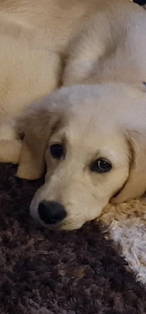 Kumpel für Bo-einen Hund gesucht