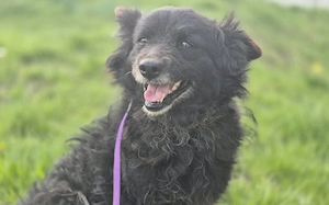 Sanfte und genügsame Hundeseele Lenchen sucht Zuhause