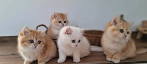 Bkh Kitten Mädchen Katze mit Stammbaum Britisch Kurzhaar