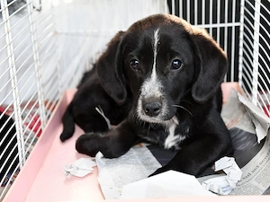 Sandrina sucht ihr Zuhause (noch auf Sardinien)