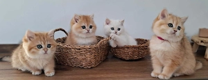 Bkh Kitten Mädchen  Katze golden shaded mit Stammbaum Britisch Kurzhaar