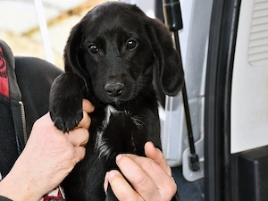 Sandro sucht sein Zuhause (noch auf Sardinien)