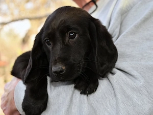 Sorso sucht sein Zuhause (noch auf Sardinien)